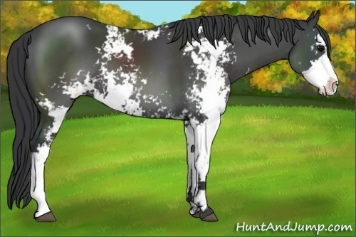 Horse Color:Black Sabino 