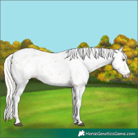 Horse Color:Silver Bay Pearl Sabino Rabicano 