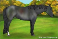 Horse Color:Black Sabino 