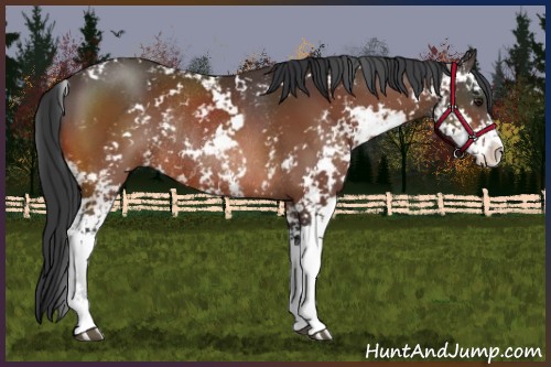 Horse Color:Brown Sabino Rabicano