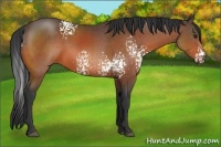 Horse Color:White Spotted Bay Sabino