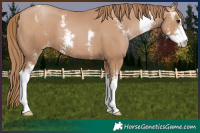 Horse Color:Black Pearl Sabino 