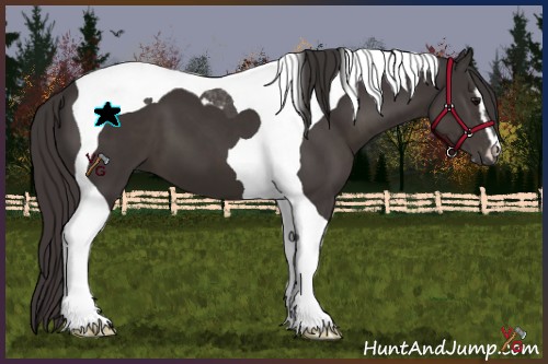 Horse Color:Smoky Black Sabino Tobiano 