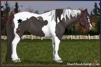 Horse Color:Smoky Black Sabino Tobiano