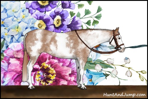 Horse Color:White Spotted Red Roan Splash