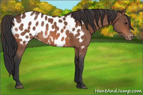 Horse Color:Bay Appaloosa 