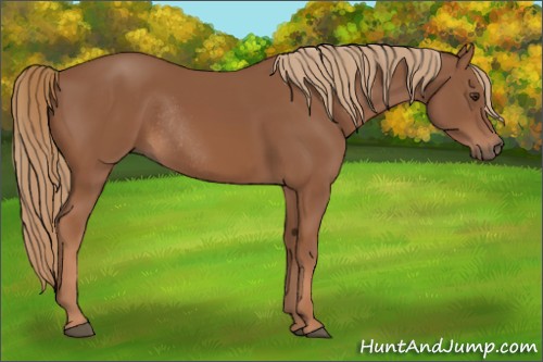 Horse Color:Chestnut Rabicano 