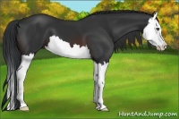 Horse Color:Brown Splash