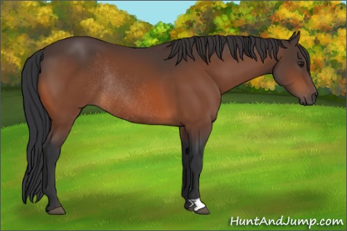 Horse Color:Bay Rabicano 