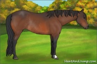 Horse Color:Bay Rabicano