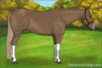Horse Color:Chocolate Palomino 