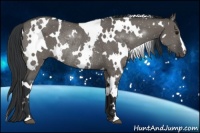 Horse Color:White Spotted Grullo Rabicano