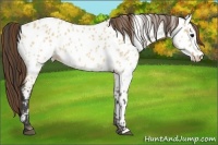 Horse Color:Bay Dun Near Leopard 