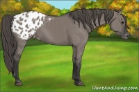 Horse Color:Grullo Appaloosa