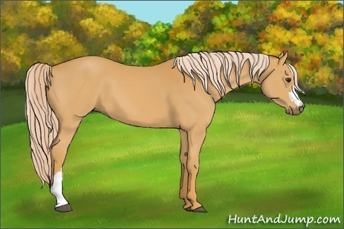 Horse Color:Palomino