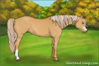 Horse Color:Palomino