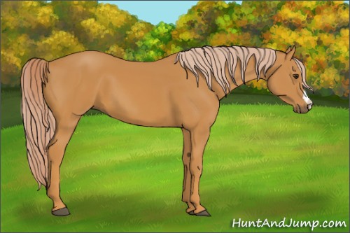 Horse Color:Palomino