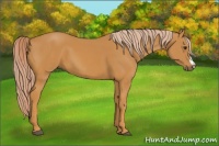 Horse Color:Palomino