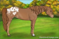 Horse Color:Chestnut Appaloosa