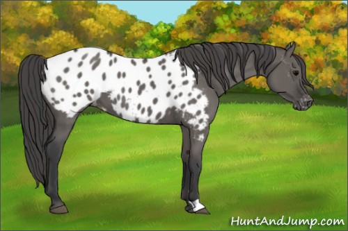 Horse Color:Grullo Appaloosa 