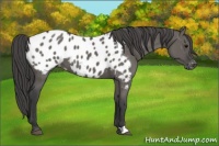Horse Color:Grullo Appaloosa 