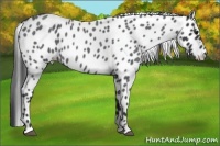 Horse Color:Blue Roan Leopard