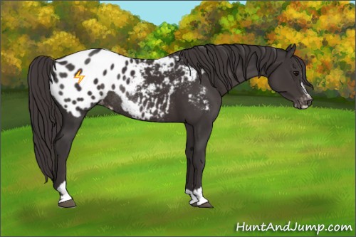 Horse Color:Smoky Black Sabino Appaloosa Rabicano 