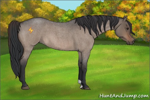 Horse Color:Brown Roan Dun 