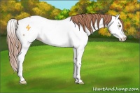 Horse Color:Gold Champagne Splash Near Fewspot 