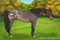 Horse Color:Brown Sabino Appaloosa  and Brown Roan 