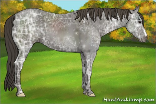 Horse Color:Smoky Black Ice