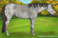 Horse Color:Smoky Black Ice 