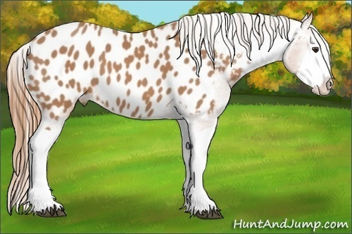 Horse Color:Chestnut Splash Appaloosa 
