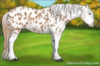 Horse Color:Chestnut Splash Appaloosa 