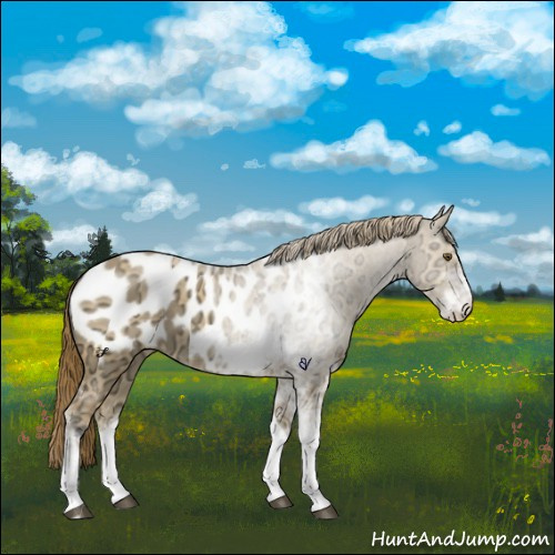 Horse Color:Buckskin Ice Dun Sabino Near Leopard 