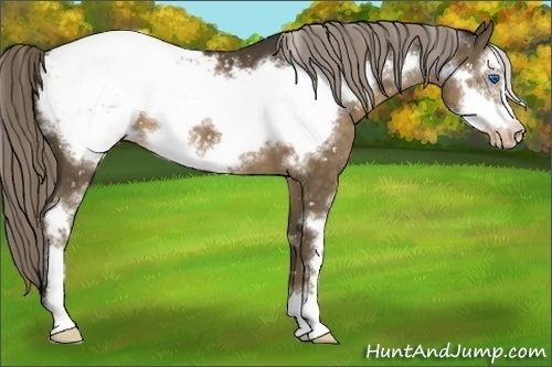Horse Color:Chocolate Palomino Sabino Frame Snowcap