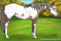 Horse Color:Chocolate Palomino Sabino Frame Appaloosa