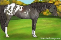 Horse Color:Smoky Black Snowflake Varnish