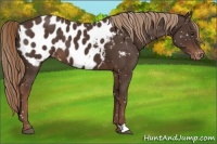 Horse Color:Liver Chestnut Appaloosa