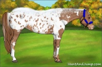 Horse Color:White Spotted Chestnut Appaloosa 