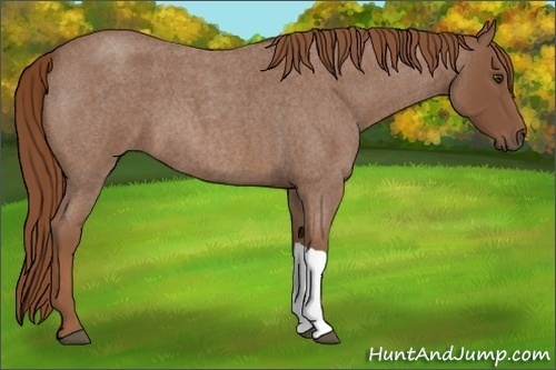 Horse Color:Red Roan 