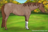 Horse Color:Red Roan 