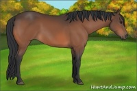 Horse Color:Bay 
