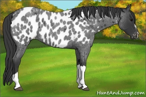 Horse Color:Blue Roan Near Leopard 
