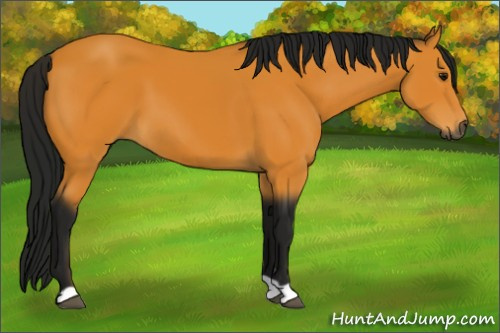Horse Color:Gray Buckskin