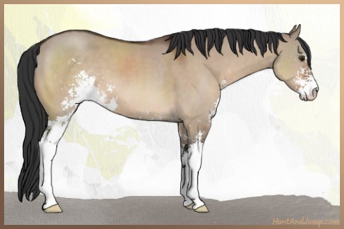 Horse Color:Brown Dun Sabino 