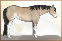 Horse Color:Brown Dun Sabino 