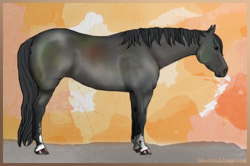 Horse Color:Black Sabino 