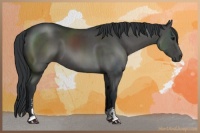 Horse Color:Black Sabino
