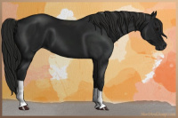 Horse Color:Gray Black